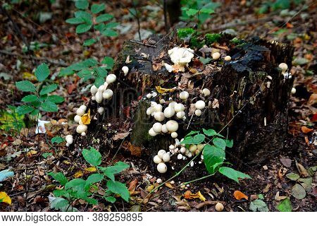 Picture A Cluster Of Edible Puffball Mushrooms (latin Name Lycorperdon) On A Single Tree Stump