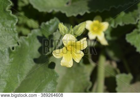 Squirting Cucumber Flower - Latin Name - Ecballium Elaterium