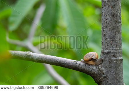 Thai Snail Or Soil Snail (hemiplecta Distincta) On The Tree Leaf In The Garden After Rain Snail Or S