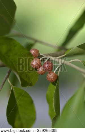 Autumn Olive Branch - Latin Name - Elaeagnus Umbellata