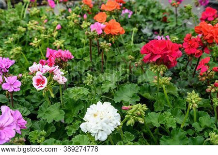 Group Of Vivid Pink, Red And White Pelargonium Flowers Known As Geraniums, Pelargoniums Or Storksbil