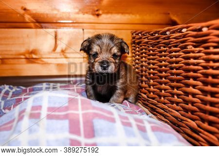 Puppy Close-up Portrait. Newborn Yorkshire Terrier Puppy Sitting And Looking At The Camera