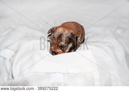 Puppy Close-up Portrait. Newborn Yorkshire Terrier Puppy Sleeping On A White Towel