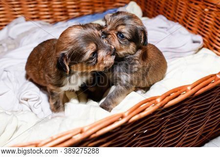 Newborn Puppies In A Wicker Basket, Close-up Portrait. Brown Yorkshire Terrier Puppies
