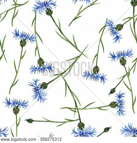 Seamless Pattern With Watercolor Drawing Cornflower Flowers And Buds, Centaurea Cyanus At White Back