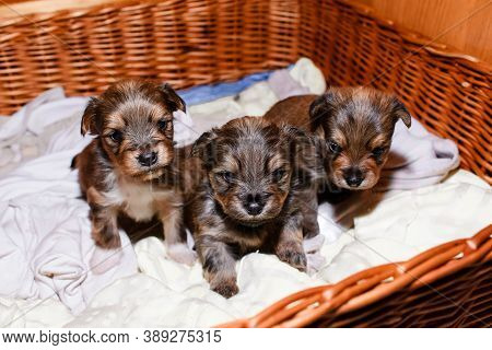 Newborn Puppies In A Wicker Basket, Portrait. Three Brown Yorkshire Terrier Puppies