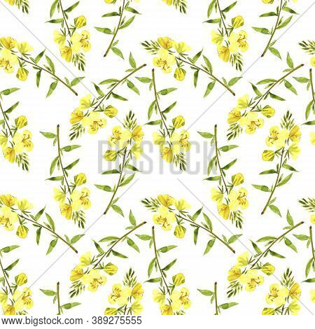 Seamless Pattern With Watercolor Drawing Evening Primrose Yellow Flower , Oenothera , Hand Drawn Ill