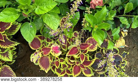 coleus plants also called Coleus blumei or Plectranthus scutellarioides