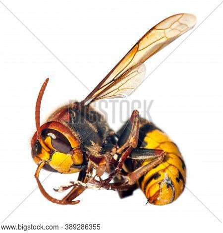 Detail Of European Hornet In Latin Vespa Crabro Isolated On White Background