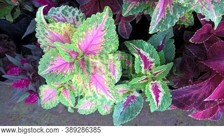 Coleus Plants Also Called Coleus Blumei Or Plectranthus Scutellarioides