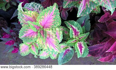 Coleus Plants Also Called Coleus Blumei Or Plectranthus Scutellarioides