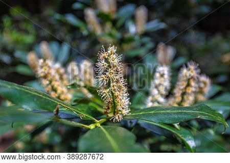 Foliage And Flowers Of Prunus Laurocerasus, Also Known As Cherry Laurel, In Close-up View On A Blurr