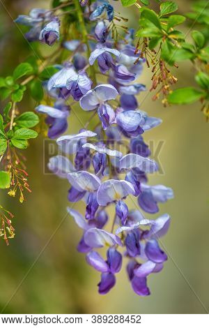 Flower Of Wisteria Floribunda, Commonly Named Japanese Wisteria In Close-up View On A Blurred Backgr