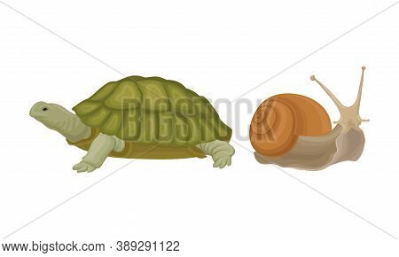 Huge Turtle And Snail As Reptile Vector Set