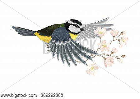 Great Tit With Black Head And Yellow Body Flying Towards Apple Blossom Branch Vector Illustration