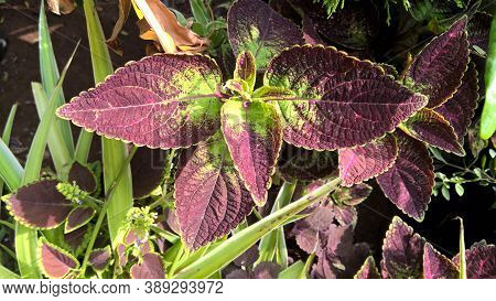 Coleus Plants Also Called Coleus Blumei Or Plectranthus Scutellarioides