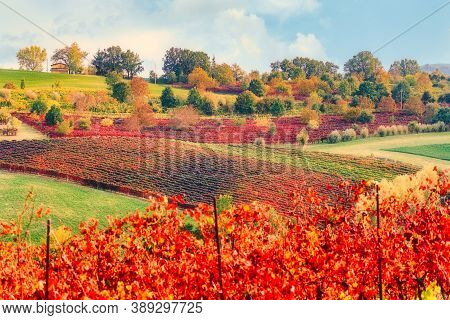 Autumn Landscape, Vineyards And Hills At Sunset. Lambrusco Grasparossa At Castelvetro Di Modena, Ita