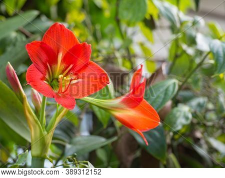 Hippeastrum Johnsonii Flower Are Blooming In The Garden. Space For Text