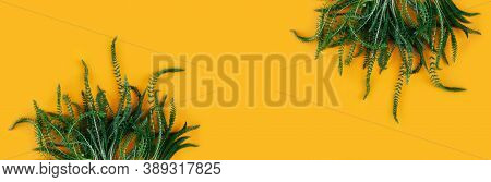 Banner Made From Green Fresh Herbs Isolated On White Yellow Background. Copy Space.