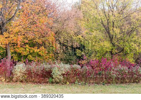 Autumn Landscape, Old Maple With Yellow, Jrange, Red Leaves In A City Park Lit By The Sun
