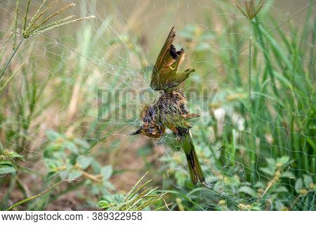 Bird Hang On Bird Net, It Was Caught By Bird Net , Bird Were Dead By Trapped In The Net.