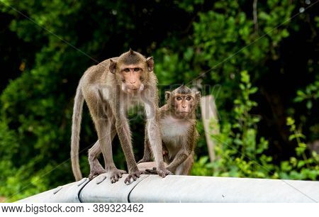 Monkey Walking On The Edge Of The Bridge