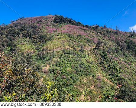 A Patch Of Purple Flowers Growing On A Hill At Munnar In Kerala, India.