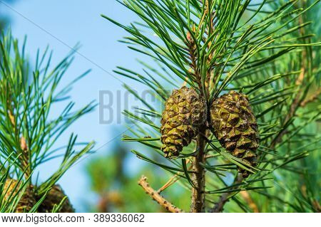 Two Closed Brown Lodgepole Pinecone On Pine Branch With Green Needles In Forest Of Mountains