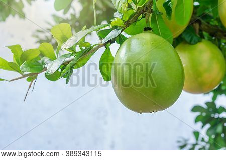 Close Up Of Fresh Calabash Gourd Or Crescentia Cujete Hanging On The Branch Of Trees In The Outdoor 