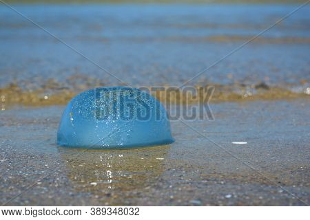 Side View Of Stranded Small Round And Blue 'cyanea Lamarckii' Jellyfish At Beach In North Netherland