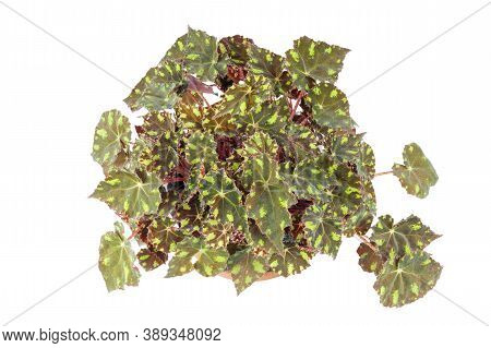 The Potted Begonia Rex Or Painted Leaf Begonia Isolated On A White Background, Top View