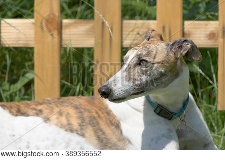 New Wooden Fence And Long Grass Behind A Healthy Pet Greyhound Dog Who Is Looking To The Left. Hot B