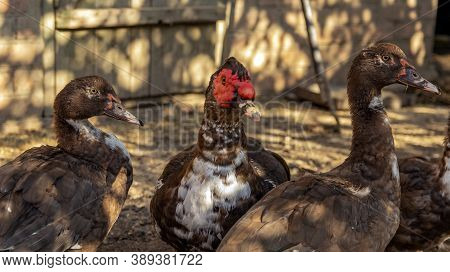 Muscovy Ducks In The Village Backyard, Free Breeding Of Muscovy Ducks In The Village. Free-range Pou