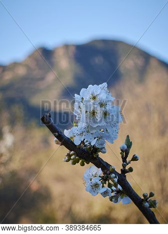 Cherry Blossoms In Bright Day, Unfocused Background, Branch, Colorful