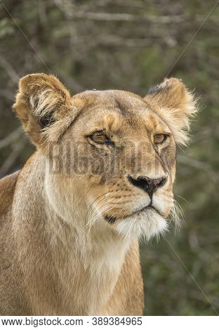 Vertical Portrait Of A Female Lion Looking Alert In Ndutu In Tanzania