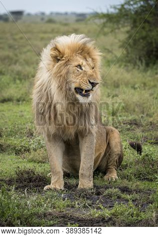 Vertical Portrait Of A Male Lion Sitting In Muddy Grass Looking Alert In Ndutu Tanzania