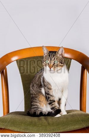 Mixed-breedcat Sitting And Looking Away On A Unique Old Chair In His New House Isolated On An White 
