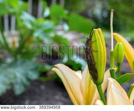 This Male Dobsonfly Rests On An Unopened Lily Flower In A Missouri Backyard On A Sunny Day. The Drab