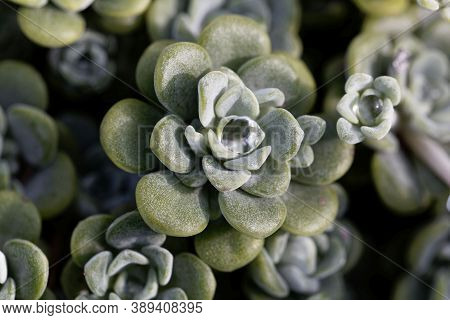 Leaves Of A Broadleaf Stonecrop, Sedum Spathulifolium