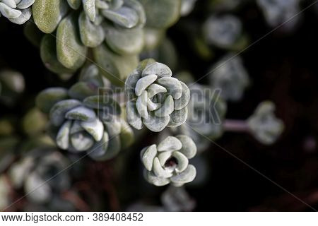 Leaves Of A Broadleaf Stonecrop, Sedum Spathulifolium