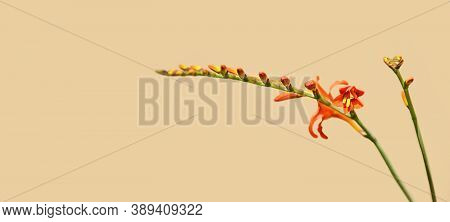 Floral Background Or Banner With Orange Crocosmia (crocosmiiflora) And Copy Space