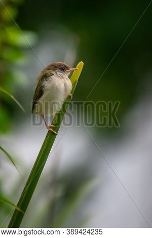 Common Tailor Bird A Warblerlike Bird With A Green Back, A Reddish Crown, And A Long Bill. It Gets I