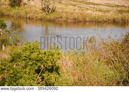 Late Afternoon. Dusk In Farm Areas. Pampa Biome In Southern Brazil. Rural Landscape. Interior Of The