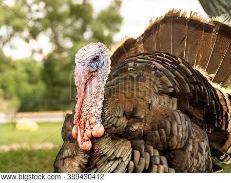A Male Turkey In Nature Has A Beautiful Lush Plumage And A Quick-tempered Character