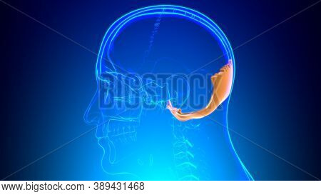 Human Skeleton Skull Occipital Bone Anatomy For Medical Concept
