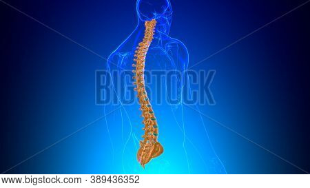 Human Skeleton Vertebral Column Vertebrae Anatomy