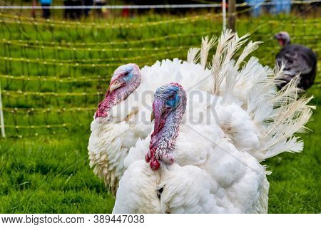 Turkey On Famous Jochberg, Bavaria In Germany.