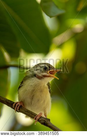 Common Tailorbird Or Orthotomus Sutorius A Small Shy Bird With Beak Open In Natual Green Background