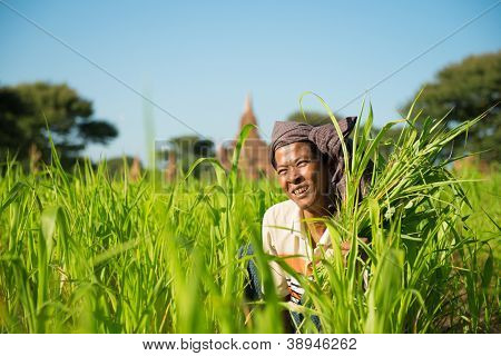 Retrato de un campesino birmano trabaja en el campo