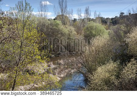 Riparian Forest Next To The River Manzanares, In El Pardo, Madrid, Spain